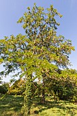 Japanese Honeylocust, Gleditsia japonica