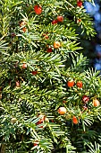 Anglo-Japanese Yew, Yew Strait Hedge, Taxus media Strait Hedge, fruits