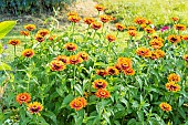 Zinnia Zowie, Zinnia elegans Zowie, flowers