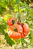 Coeur de Boeuf Tomato