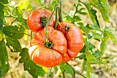 Coeur de Boeuf Tomato