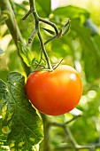 Bolstar Granda Tomato