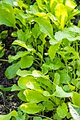 Sowing black radish, Raphanus sativus var niger