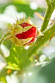 Sticky nightshade (Solanum sisymbriifolium)