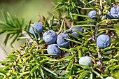 Juniper (Juniperus communis), berries ripening