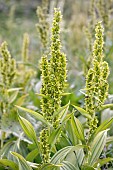 Lobels false hellebore (Veratrum album subsp. lobelianum), Savoie, France