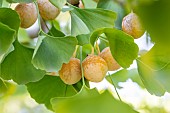 Ginkgo (Ginkgo biloba) ovules and leaves in september