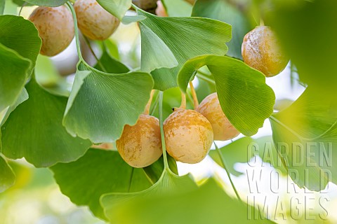 Ginkgo_Ginkgo_biloba_ovules_and_leaves_in_september