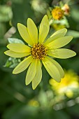 Helianthus Lemon Queen