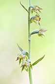 Small-leaved helleborine (Epipactis microphylla) in undergrowth, Auvergne, France