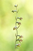 Small-leaved helleborine (Epipactis microphylla) in undergrowth, Auvergne, France