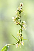 Müllers Epipactis (Epipactis muelleri) flowers in an undergrowth, Auvergne, France