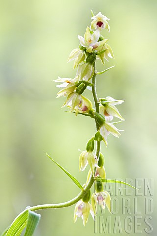 Mllers_Epipactis_Epipactis_muelleri_flowers_in_an_undergrowth_Auvergne_France
