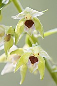 Close-up of Müllers Epipactis (Epipactis muelleri) flowers, Auvergne, France