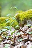 Müllers Epipactis (Epipactis muelleri) in bud in an undergrowth, Auvergne, France