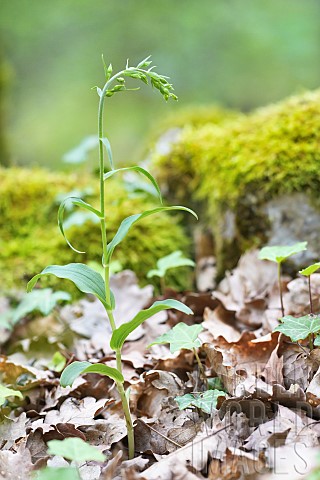 Mllers_Epipactis_Epipactis_muelleri_in_bud_in_an_undergrowth_Auvergne_France
