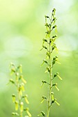 Flowering spike of Eggleaf twayblade (Neottia ovata) in an undergrowth, Auvergne, France