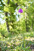 Inflorescence of Pyramidal Orchid (Anacamptis pyramidalis) in an undergrowth, Auvergne, France