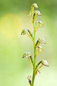 Flower of Man Orchid (Orchis anthropophora) in late bloom, Auvergne, France