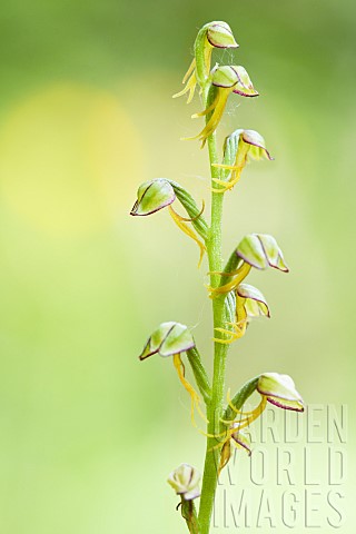 Flower_of_Man_Orchid_Orchis_anthropophora_in_late_bloom_Auvergne_France