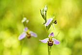 Bee Orchid (Ophrys apifera) flowers in late spring, Auvergne, France