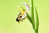 Juvenile Mediterranean katydid (Phaneroptera nana) on a flower of Bee Orchid (Ophrys apifera), Auvergne, France