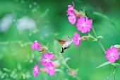 Moro sphinx (Macroglossum stellatarum) in flight collecting a red campion flower, Auvergne, France