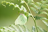 Brimstone (Gonepteryx rhamni) female on a bracken fern (Pteridium aquilinum), Auvergne, France