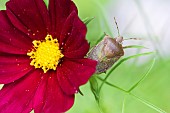 Southern green sting bug (Nezara viridula) in a Cosmos, Auvergne, France