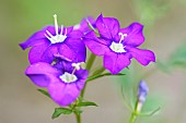 European Venus looking glass (Legousia speculum-veneris) in a meadow on a limestone hillside - Auvergne