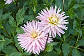 Dahlia Miss Rose Fletcher, flowers