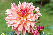 Dahlia Dutch Delight, flower