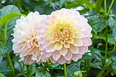 Dahlia Staburadze, flowers