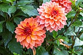 Dahlia Maia, flowers