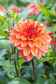 Dahlia Maia, flower