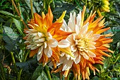 Dahlia Porthos, flowers