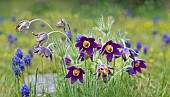 Pasque flower (Anemone pulsatilla) flowers, Vosges du Nord Regional Nature Park, France