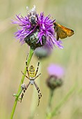 Wasp spider (Argiope bruennichi) and large Skipper (Ochlodes venatus) on knapweed (Centaurea jacea) - Digital composition - Vosges du Nord Regional Nature Park, France