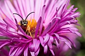Great banded furrow-bee (Halictus scabiosae) male in an aster flower, Vosges du Nord Regional Nature Park, France