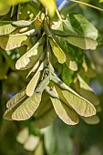 Boxelder (Acer negundo) seeds in spring