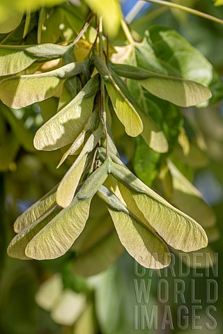 Boxelder_Acer_negundo_seeds_in_spring