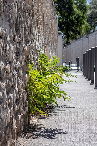 Ailanthus_glandulus_Ailanthus_altissima_shooting_through_a_wall_on_a_sidewalk