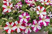 Petunia Amore mix