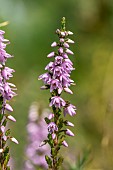 Common heather (Calluna vulgaris) flowers, Côtes-dArmor, France