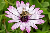 Drone Fly (Eristalis tenax) on Cape daisy (Osteospermum ecklonis) flower, Cotes-dArmor, France