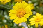 Corn Marigold (Glebionis segetum), Cotes-dArmor, France