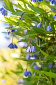 Bluebell creeper (Billardiera heterophylla)