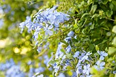 Cape leadwort (Plumbago auriculata) flowers