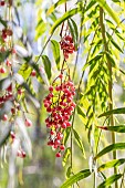 Fruits of Peruvian Pepper (Schinus molle) in September - pink peppercorn