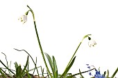 Spring snowflake (Leucojum vernum) on the white background, Liguria, Italy